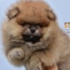 Pomeranian Pomeranian Boo Puppies