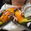 Conure Two Sun Conures for sale