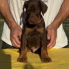 Doberman Pinscher Doberman