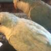 Quaker Parrots Blue Quaker parrots