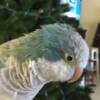 Quaker Parrots Blue Quaker parrots