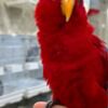 Eclectus Tamed and lovely eclectus parrots for ready for new homes
