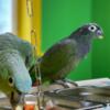 Pionus Tamed and beautiful Pionus parrots for ready for new homes