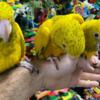 Conure conure parrots available for new homes