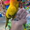 Conure conure parrots available for new homes