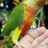 Conure conure parrots available for new homes
