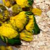 Conure conure parrots available for new homes
