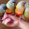 Conure conure parrots available for new homes