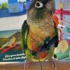 Conure conure parrots available for new homes