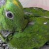 Amazon Parrot Tamed and talking amazon parrots for sale