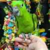 Amazon Parrot Tamed and talking amazon parrots for sale