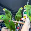 Amazon Parrot Tamed and talking amazon parrots for sale