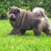 Chow Chow Chow Chow puppies