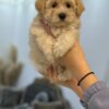Other Maltipoo Puppies for Sale