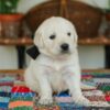 Golden Retriever English golden retriever puppies: Beautiful, Smart, and Family-Friend.