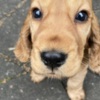 English Cocker Spaniel 🐾 Beautiful 10-Week-Old Cocker Spaniel Puppies Ready Now! 🐾