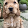 English Cocker Spaniel 🐾 Beautiful 10-Week-Old Cocker Spaniel Puppies Ready Now! 🐾
