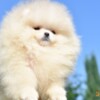 Pomeranian Pomeranian Boo Puppies