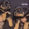 Rottweiler Rottweiler puppies for sale