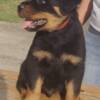 Rottweiler Rottweiler puppies for sale