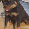 Rottweiler Rottweiler puppies for sale