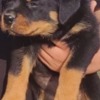 Rottweiler Rottweiler puppies for sale