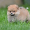 Pomeranian Pomeranian Spitz puppies
