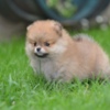 Pomeranian Pomeranian Spitz puppies