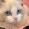 Ragdoll beautiful ragdoll girl for sell