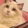 Ragdoll beautiful ragdoll girl for sell