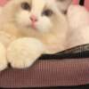 Ragdoll beautiful ragdoll girl for sell