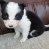 Border Collie Border Collie puppies