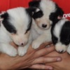 Border Collie Border Collie puppies