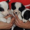 Border Collie Border Collie puppies
