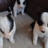 Border Collie Border Collie puppies