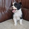 Border Collie Border Collie puppies