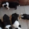 Border Collie Border Collie puppies