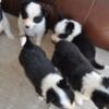 Border Collie Border Collie puppies
