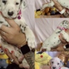 Dalmatian Dalmatian FCI pedigree