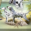 Dalmatian Dalmatian FCI pedigree