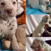 Dalmatian Dalmatian FCI pedigree
