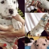 Dalmatian Dalmatian FCI pedigree