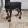Doberman Pinscher Euro doberman puppy