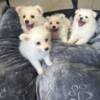 American Eskimo Dog American Eskimo Puppies
