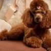 Poodle Red dwarf and toy poodles