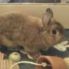 Other rodents Netherland Dwarf Bunny Rabbit