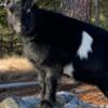 Sheep & Goats Rehoming Nigerian Dwarf Goats