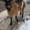 Sheep & Goats Rehoming Nigerian Dwarf Goats