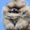 Pomeranian Pomeranian Boo Puppies