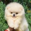 Pomeranian Pomeranian Boo Puppies